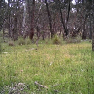 Gymnorhina tibicen at Gungahlin, ACT - 8 Nov 2016 12:00 AM