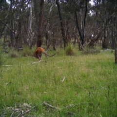 Notamacropus rufogriseus (Red-necked Wallaby) at Gungahlin, ACT - 8 Nov 2016 by MulligansFlat1