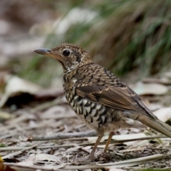 Zoothera lunulata (Bassian Thrush) at Wapengo, NSW - 8 Nov 2016 by Leo