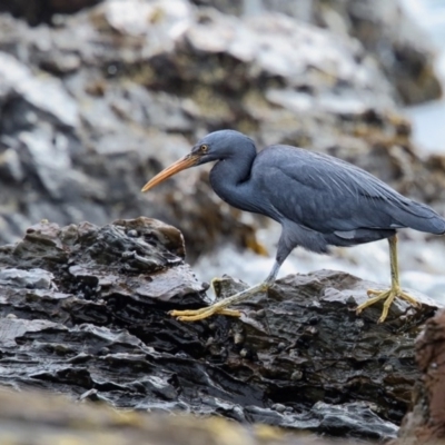 Egretta sacra (Eastern Reef Egret) at Murrah, NSW - 8 Nov 2016 by Leo