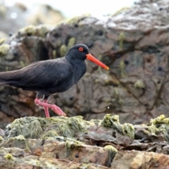 Haematopus fuliginosus (Sooty Oystercatcher) at Murrah, NSW - 7 Nov 2016 by Leo