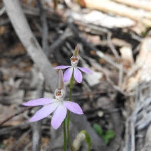 Caladenia carnea at Burrinjuck, NSW - suppressed