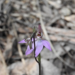 Caladenia carnea at Burrinjuck, NSW - 28 Sep 2016