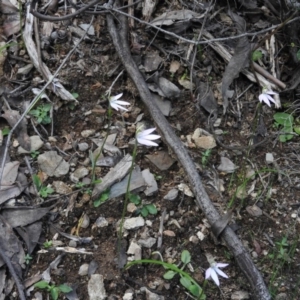 Caladenia carnea at Burrinjuck, NSW - 28 Sep 2016