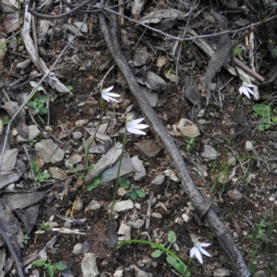 Caladenia carnea (Pink Fingers) at Burrinjuck Nature Reserve - 28 Sep 2016 by RyuCallaway