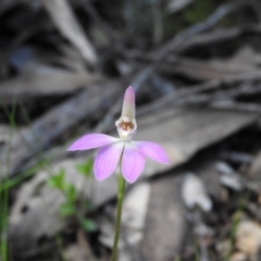 Caladenia carnea at Burrinjuck, NSW - 28 Sep 2016