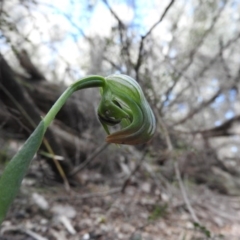 Pterostylis nutans (Nodding Greenhood) at Burrinjuck, NSW - 28 Sep 2016 by RyuCallaway