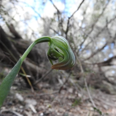 Pterostylis nutans (Nodding Greenhood) at Burrinjuck, NSW - 28 Sep 2016 by ArcherCallaway