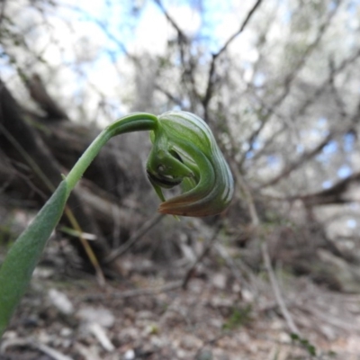 Pterostylis nutans (Nodding Greenhood) at Burrinjuck Nature Reserve - 28 Sep 2016 by RyuCallaway