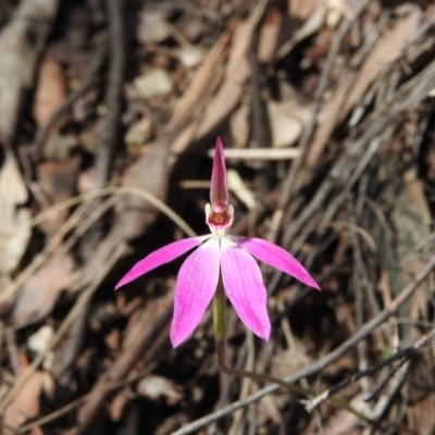 Caladenia carnea (Pink Fingers) at Burrinjuck Nature Reserve - 28 Sep 2016 by RyuCallaway