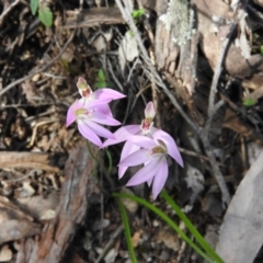 Caladenia carnea at Burrinjuck, NSW - 28 Sep 2016