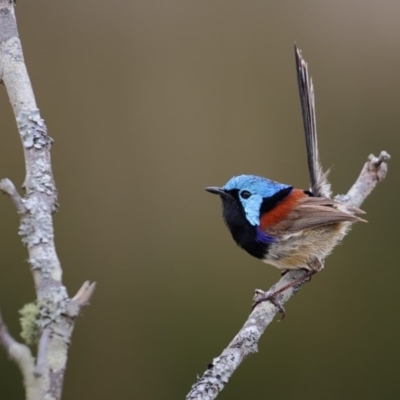 Malurus lamberti (Variegated Fairywren) at Tanja Lagoon - 8 Nov 2016 by Leo