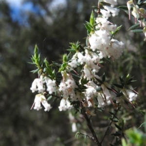 Leucopogon fletcheri subsp. brevisepalus at Burrinjuck, NSW - 28 Sep 2016