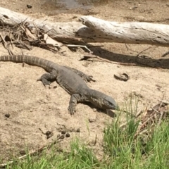 Varanus rosenbergi (Heath or Rosenberg's Monitor) at Namadgi National Park - 7 Nov 2016 by jackfrench