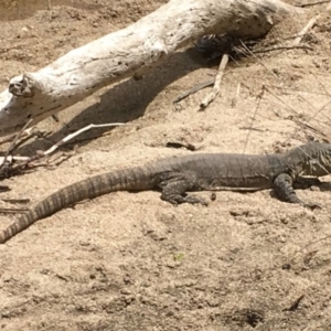 Varanus rosenbergi at Booth, ACT - suppressed