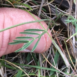 Swainsona sp. at Clear Range, NSW - 7 Nov 2016