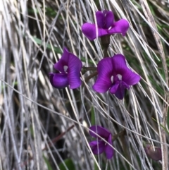 Swainsona sp. at Clear Range, NSW - 7 Nov 2016