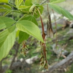 Acer negundo (Box Elder) at Jerrabomberra, ACT - 7 Oct 2016 by Mike