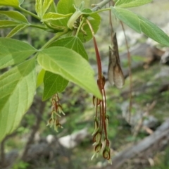 Acer negundo (Box Elder) at Jerrabomberra, ACT - 6 Oct 2016 by Mike