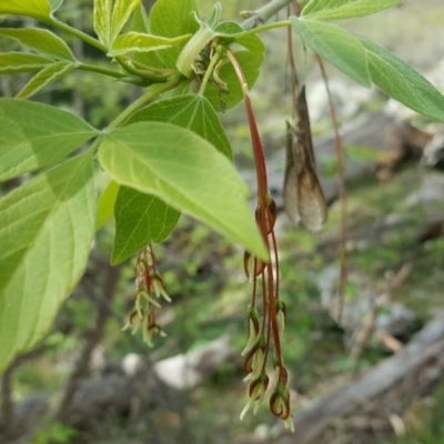 Acer negundo (Box Elder) at Jerrabomberra, ACT - 7 Oct 2016 by Mike