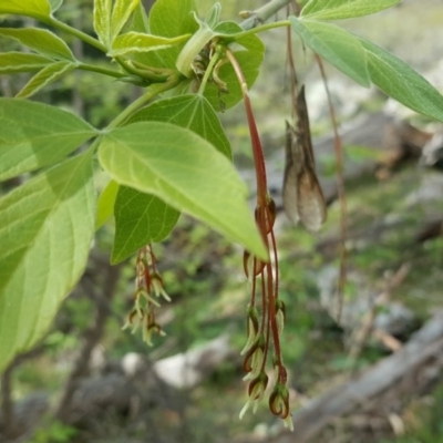 Acer negundo (Box Elder) at Jerrabomberra, ACT - 6 Oct 2016 by Mike