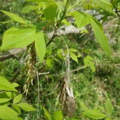 Acer negundo at Jerrabomberra, ACT - 7 Oct 2016