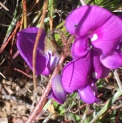 Swainsona sericea (Silky Swainson-Pea) at Booth, ACT - 7 Nov 2016 by jackfrench