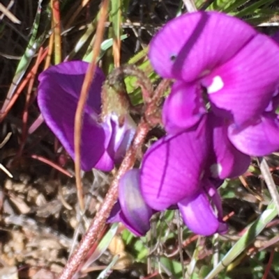 Swainsona sericea (Silky Swainson-Pea) at Booth, ACT - 7 Nov 2016 by jackfrench