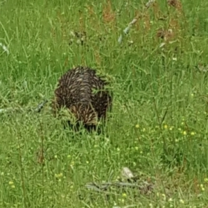 Tachyglossus aculeatus at Jerrabomberra, ACT - 8 Nov 2016