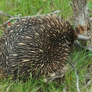 Tachyglossus aculeatus at Jerrabomberra, ACT - 8 Nov 2016 03:26 PM