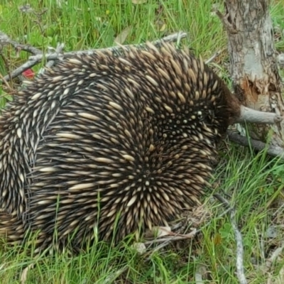 Tachyglossus aculeatus (Short-beaked Echidna) at Jerrabomberra, ACT - 8 Nov 2016 by Mike
