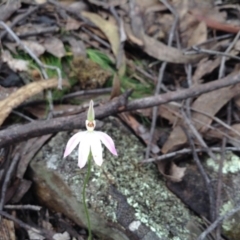 Caladenia carnea (Pink Fingers) at Acton, ACT - 9 Oct 2016 by annam