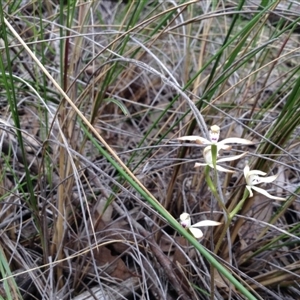 Caladenia moschata at Point 5819 - 9 Oct 2016