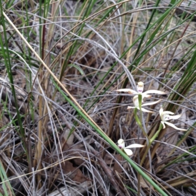 Caladenia moschata (Musky Caps) at Point 5819 - 9 Oct 2016 by annam