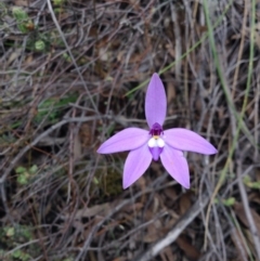 Glossodia major (Wax Lip Orchid) at Acton, ACT - 9 Oct 2016 by annam