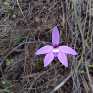 Glossodia major at Point 5819 - 9 Oct 2016