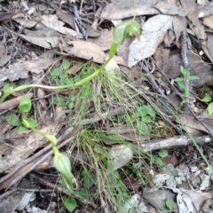 Pterostylis nutans (Nodding Greenhood) at Acton, ACT - 9 Oct 2016 by annam