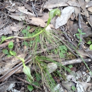 Pterostylis nutans at Point 5819 - suppressed