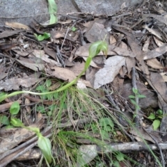 Pterostylis nutans at Undefined Area - suppressed