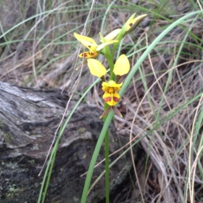 Diuris sulphurea (Tiger Orchid) at Black Mountain - 8 Nov 2016 by annam