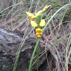 Diuris sulphurea (Tiger orchid) at Point 5819 - 8 Nov 2016 by annam