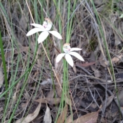 Caladenia moschata (Musky Caps) at Black Mountain - 8 Nov 2016 by annam