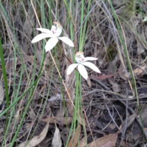 Caladenia moschata at Point 5819 - 8 Nov 2016