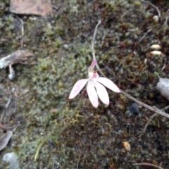 Caladenia carnea (Pink Fingers) at Acton, ACT - 8 Nov 2016 by annam