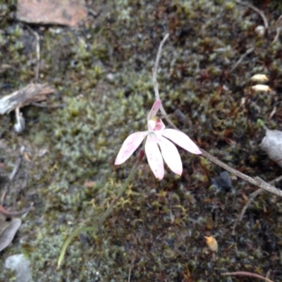 Caladenia carnea (Pink Fingers) at Black Mountain - 8 Nov 2016 by annam