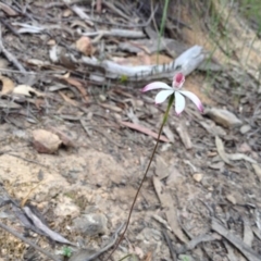 Caladenia moschata (Musky Caps) at Point 5819 - 8 Nov 2016 by annam