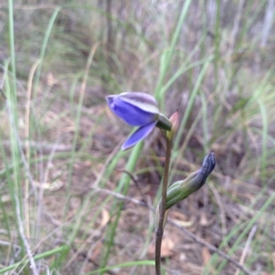 Thelymitra sp. (A Sun Orchid) at Black Mountain - 8 Nov 2016 by annam