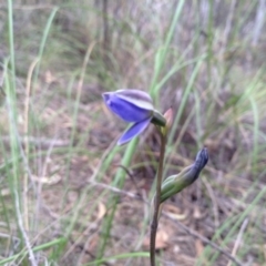 Thelymitra sp. (A sun orchid) at Point 5819 - 8 Nov 2016 by annam
