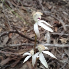 Caladenia moschata (Musky Caps) at Point 5820 - 8 Nov 2016 by annam