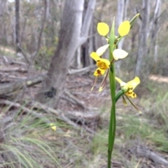 Diuris sulphurea (Tiger Orchid) at Acton, ACT - 8 Nov 2016 by annam